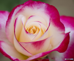 薔薇
