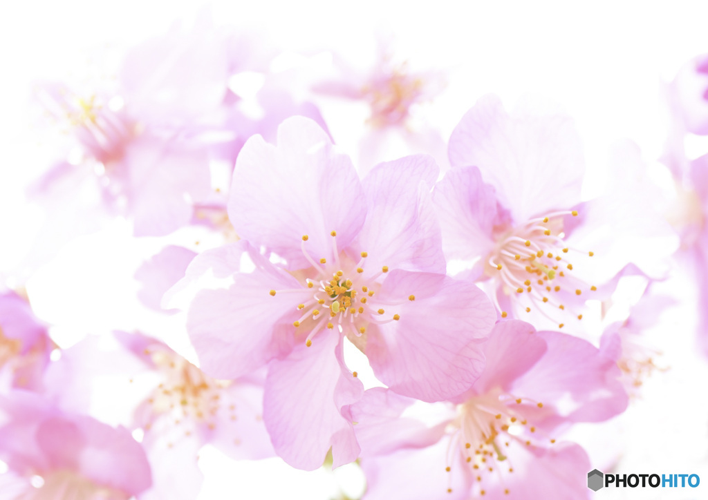 桜咲く
