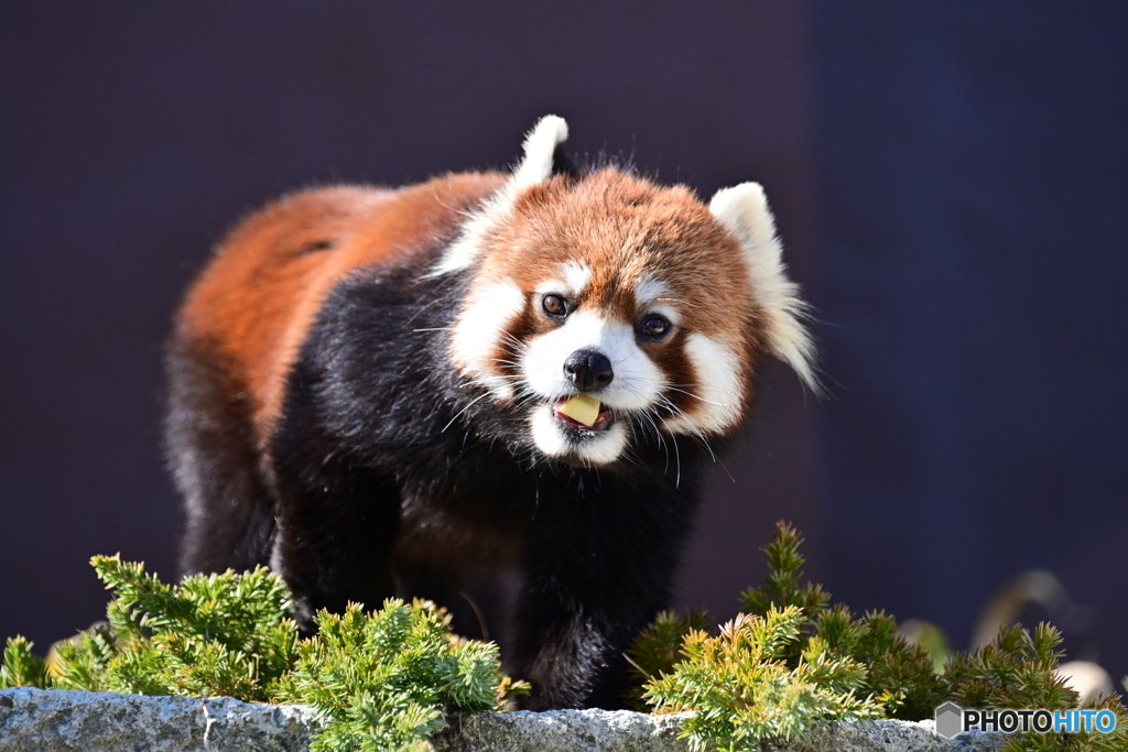 レッサーパンダ