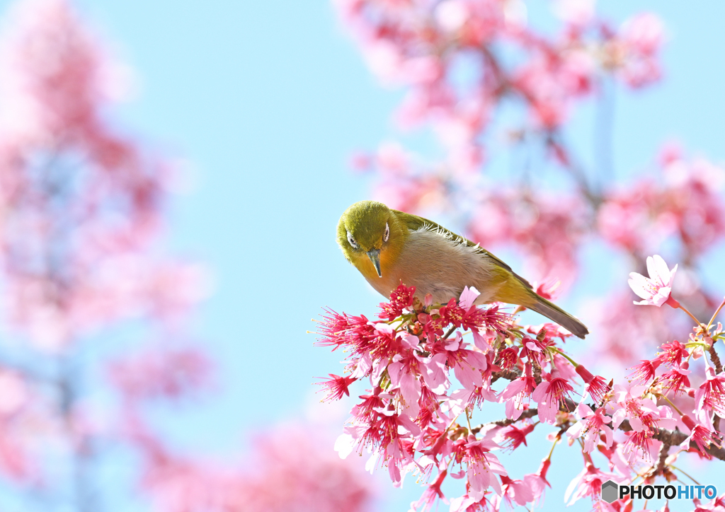 オカメ桜とメジロ③