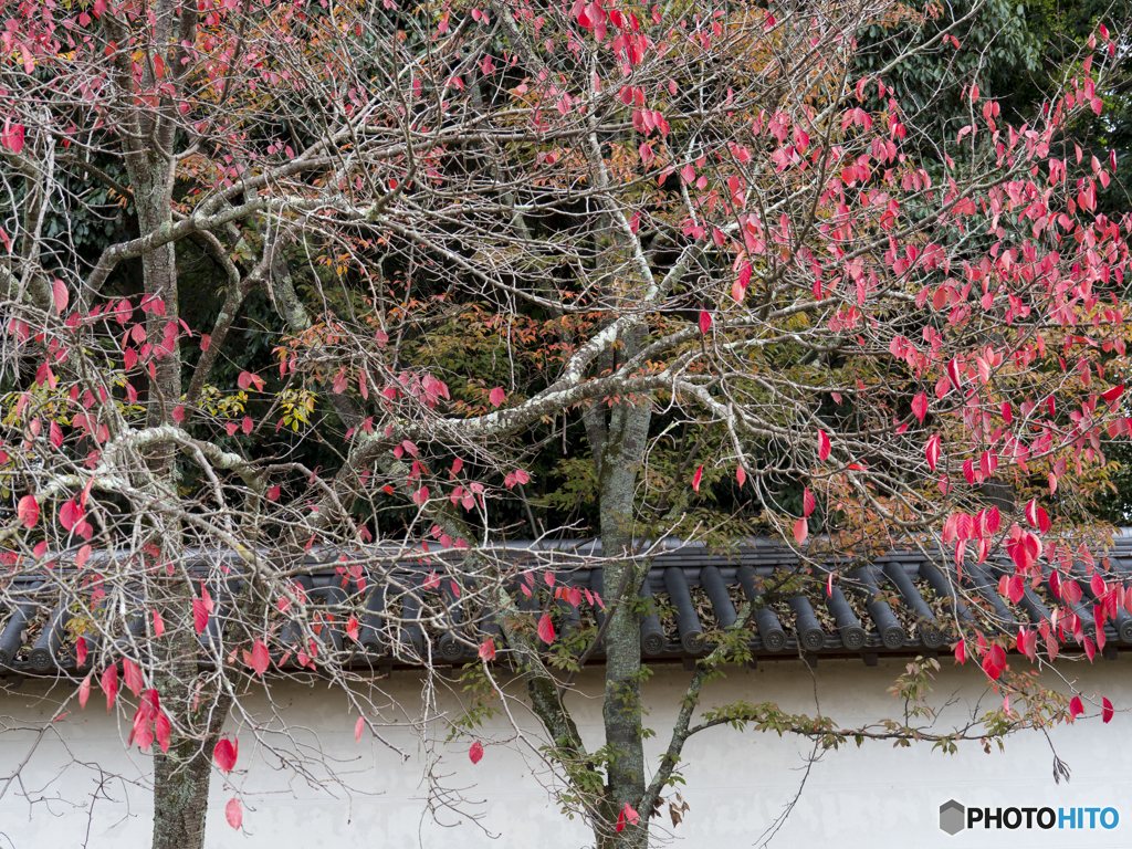 紅葉を求めて・京都醍醐寺①