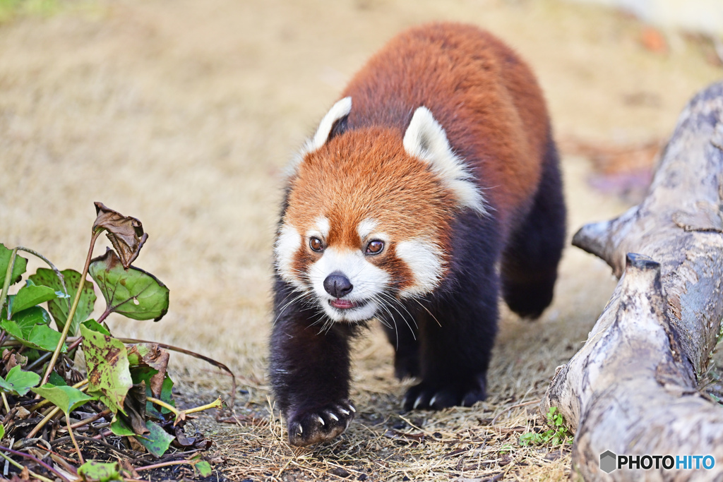 レッサーパンダ②