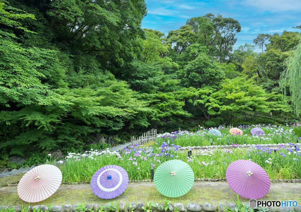 花菖蒲①