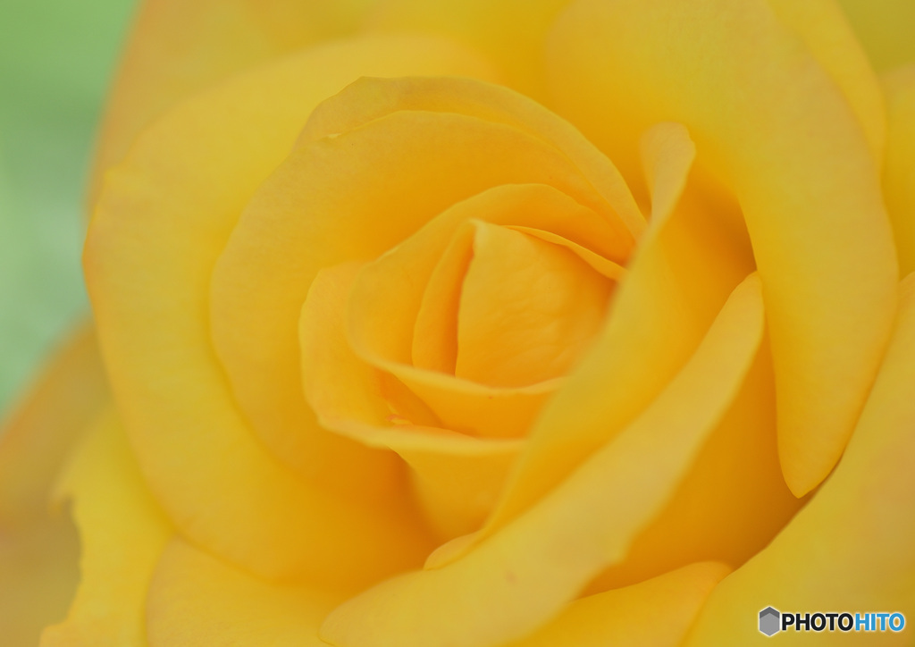 薔薇の花②