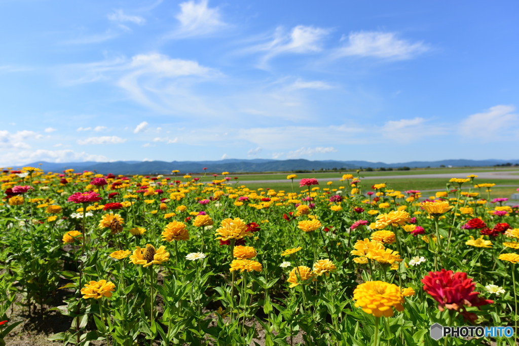 旭川空港