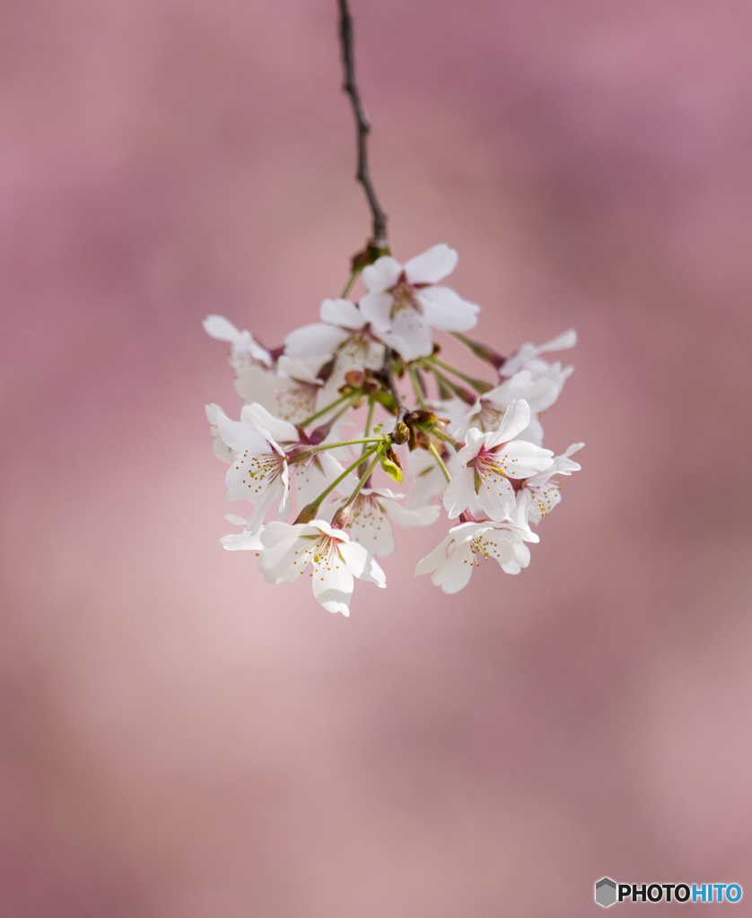 糸桜