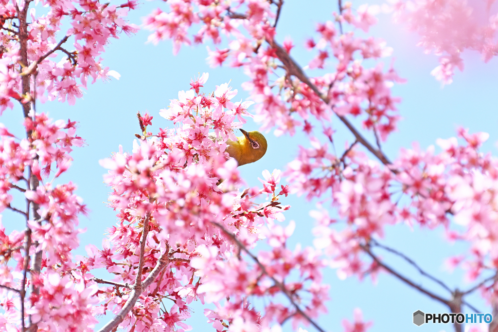 オカメ桜とメジロ②