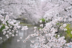 春爛漫