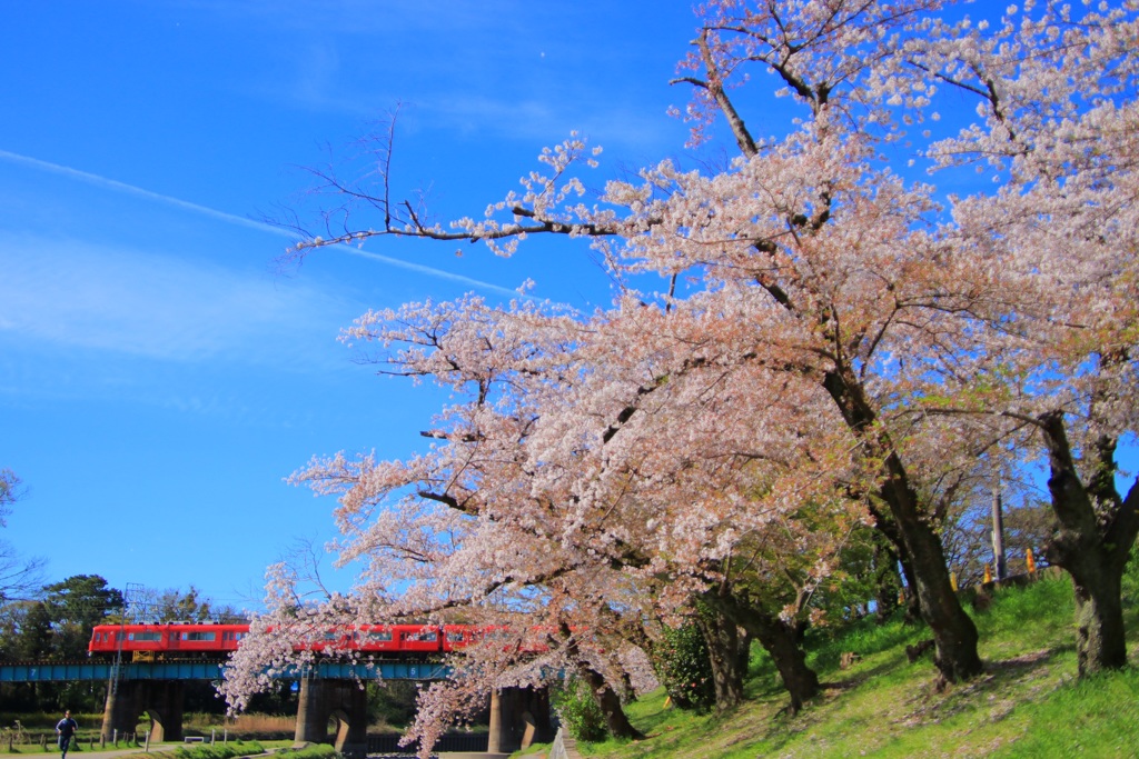 桜の時期に