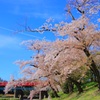 桜の時期に