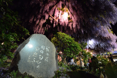 藤 雨の匂ひの 客迎ふ
