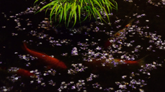 水面に浮かぶ藤の花