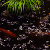 水面に浮かぶ藤の花