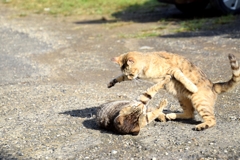 港の猫