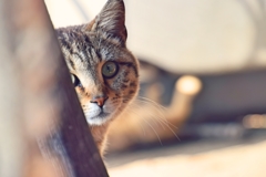 港の猫