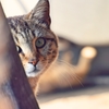 港の猫