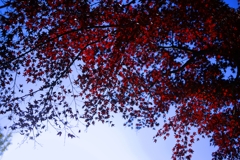 紅葉