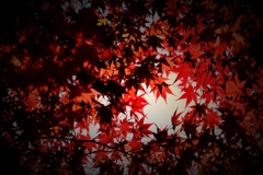 紅葉