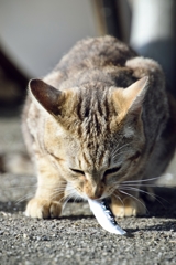 港の猫