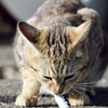 港の猫
