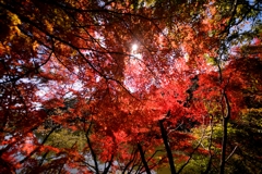 紅葉