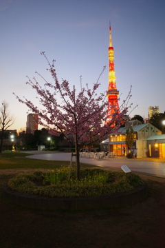 東京の桜