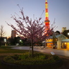 東京の桜