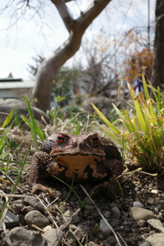 寝ぼけ眼のガマガエル