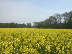 私の心は汚れてる。