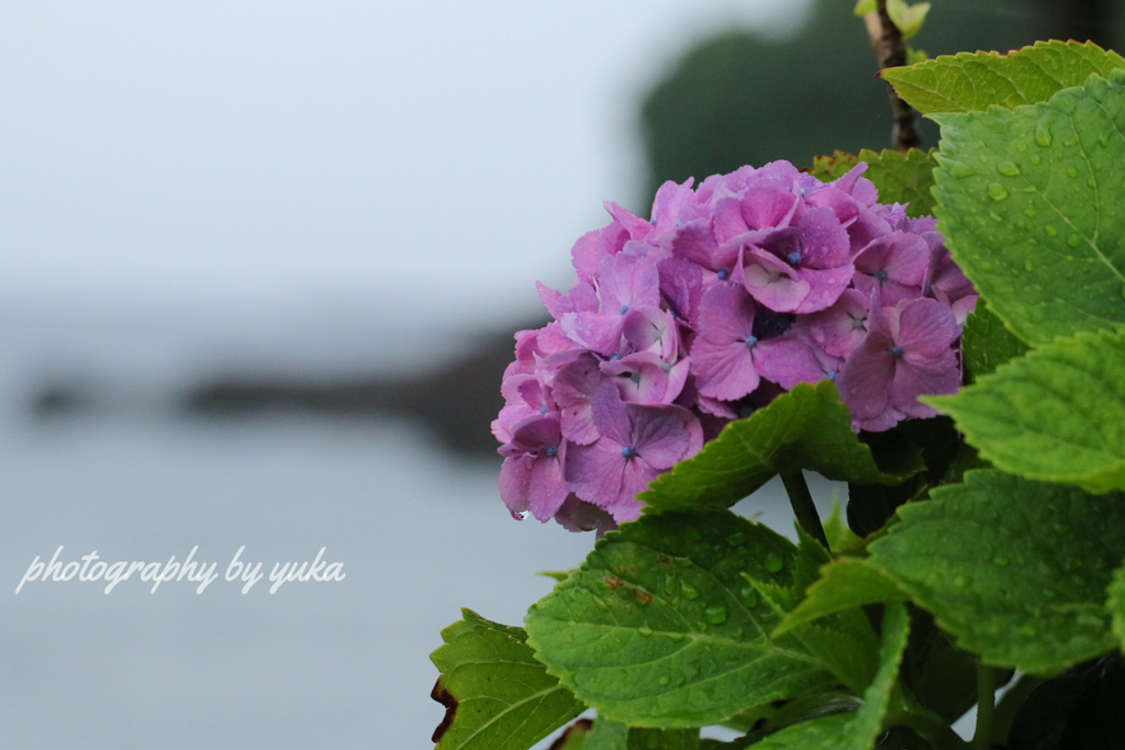 海岸沿いの紫陽花
