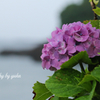 海岸沿いの紫陽花
