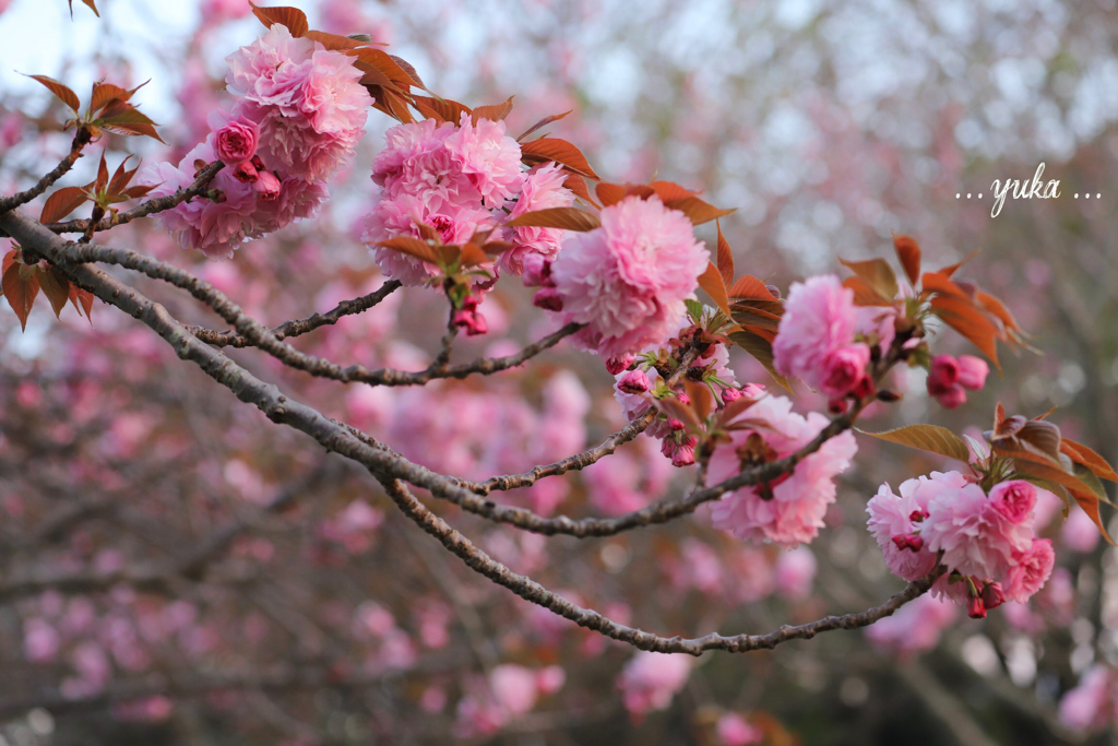 八重桜