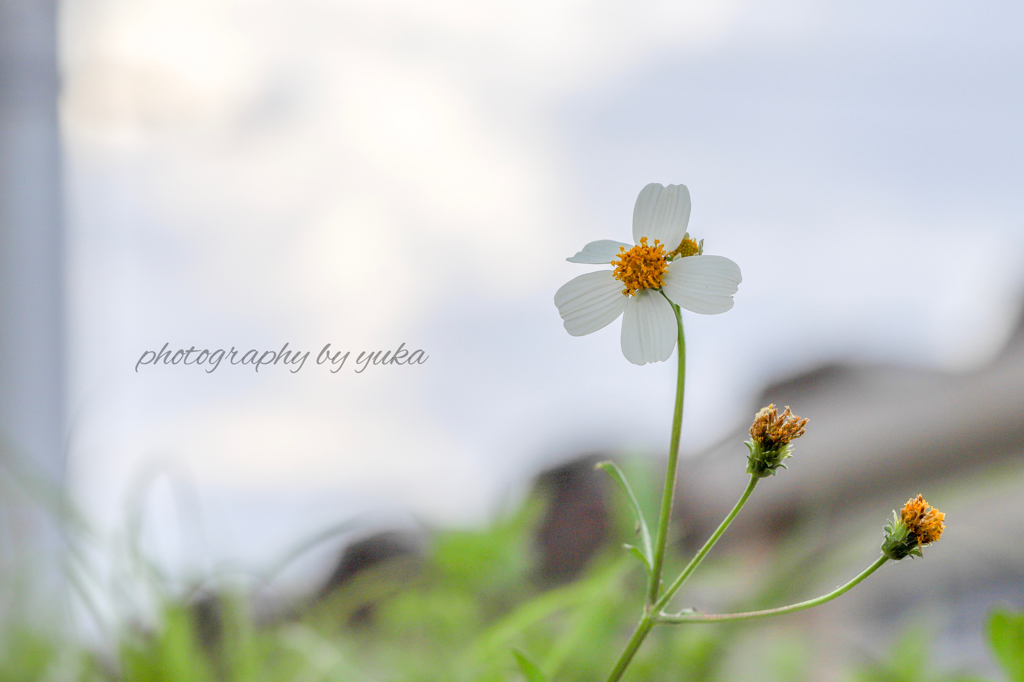 海辺の花