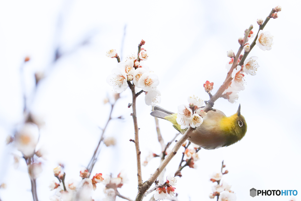 鳴きながら知らせる居場所