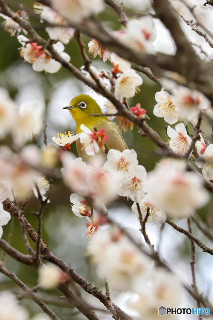 春を待つ