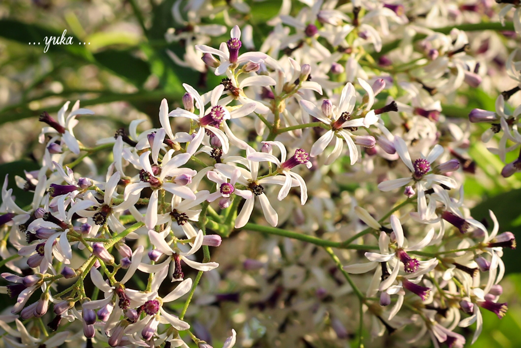 栴檀の花