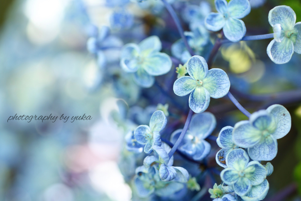 お多福紫陽花