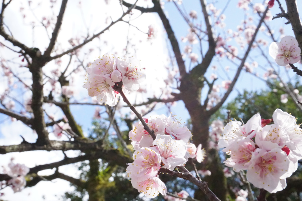 春に咲く