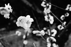 モノクロと梅の花
