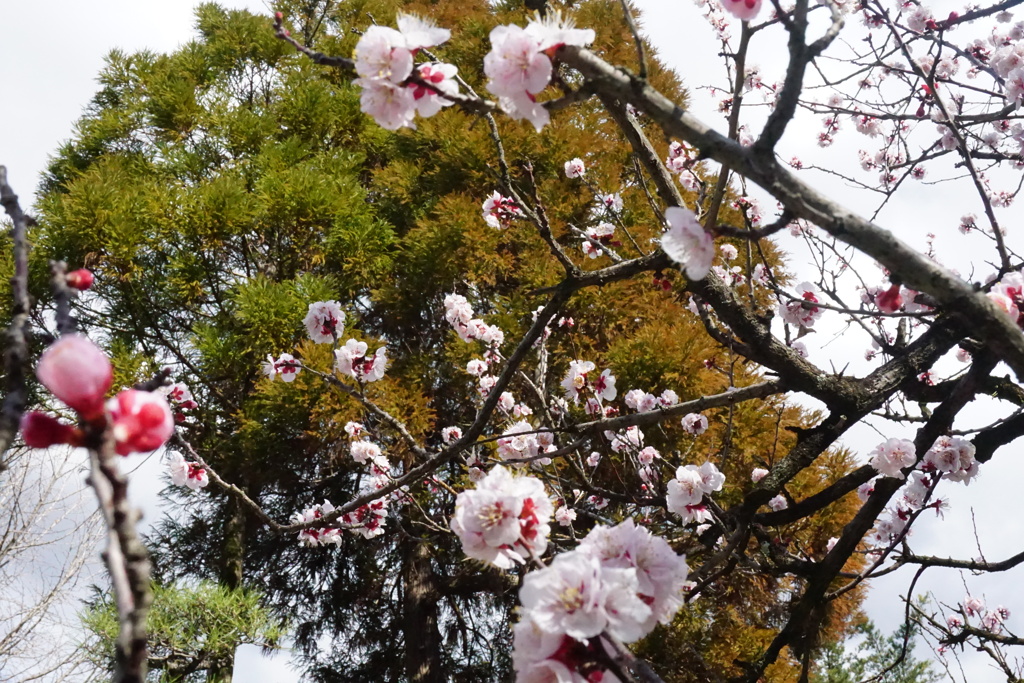 空より落ちる花