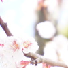 輝かしい春へ
