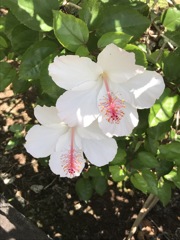 白い南国の花