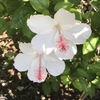 白い南国の花
