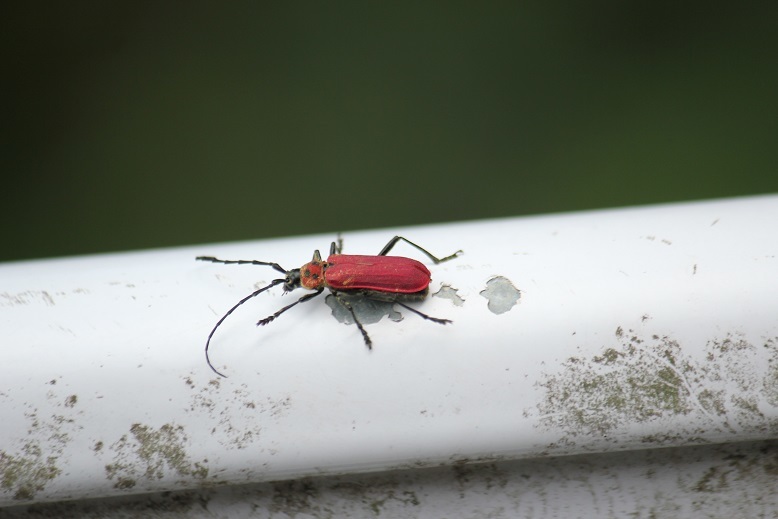 ベニカミキリ