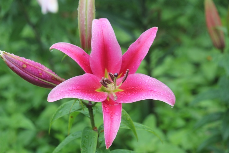 百合
