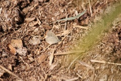 大晦日ヤマトシジミ