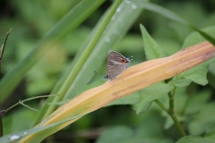 ウラナミシジミ