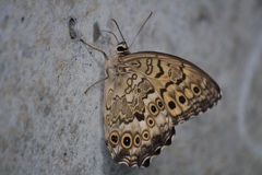 サトキマダラヒカゲ