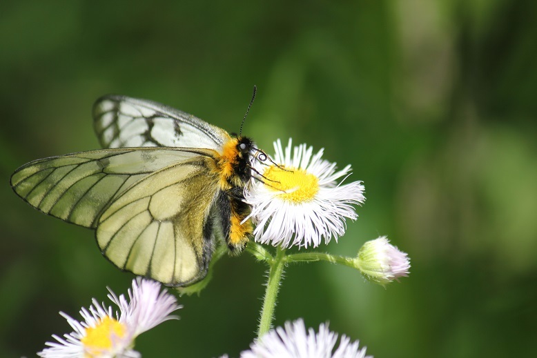 ウスバシロチョウ