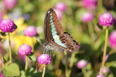 アオスジアゲハ